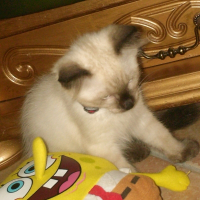 Photo de profil de Sushi