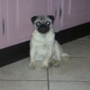 Photo de Snoopy