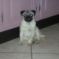 Photo de profil de Snoopy