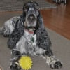 Photo de Gimli, Cocker Anglais