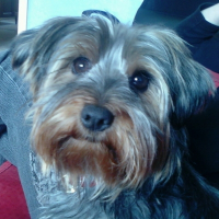 Photo de profil de Choupette