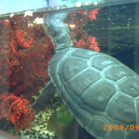 Photo de profil de Pepsi