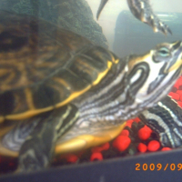 Photo de profil de Pipi