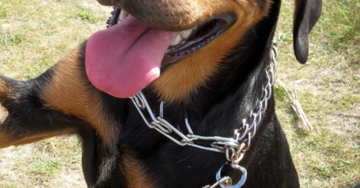 Profil de Davon - Woopets