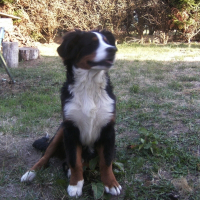 Photo de profil de Einstein