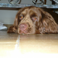 Photo de profil de Chilli  peper