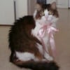 Photo de Minou
