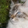 Photo de Fidji