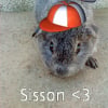 Photo de Sisson