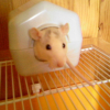Photo de Tit rat