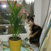 Photo de Wiskas