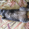 Photo de Boudin
