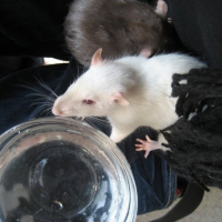 Photo de profil de Pya