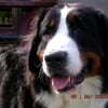Photo de Dyna star