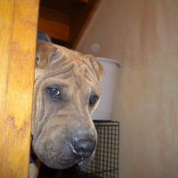 Photo de profil de Daivy