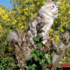 Photo de Doudou, Maine Coon