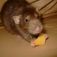 Photo de profil de Prune