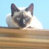 Photo de Dora
