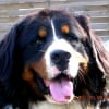 Photo de Calin