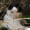 Photo de Grignette
