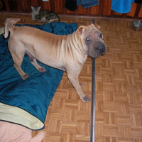 Photo de profil de Dealer