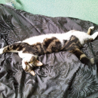 Photo de profil de Missa