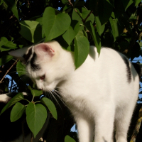 Photo de profil de Caline