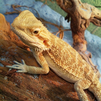 Photo de profil de Shadow