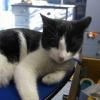 Photo de Domino
