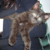 Photo de Milka