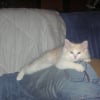 Photo de Kitty, Norvégien