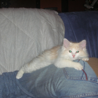 Photo de profil de Kitty