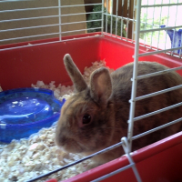 Photo de profil de Janot
