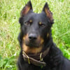 Photo de Spike