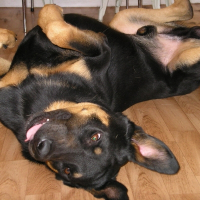 Photo de profil de Sultan
