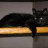 Photo de Luffi