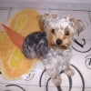 Photo de Dahlia