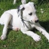 Photo de Cartouche, Dalmatien