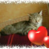 Photo de Caramelle