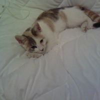 Photo de profil de Tsuki