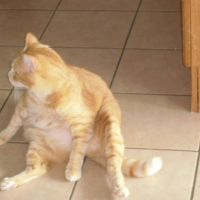 Photo de profil de Elliot