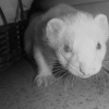 Photo de Sweeny
