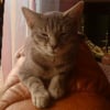 Photo de Nala