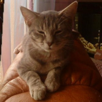 Photo de profil de Nala