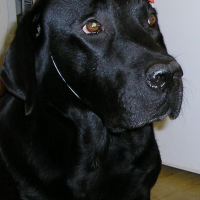 Photo de profil de Othello