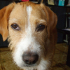 Photo de Dixie