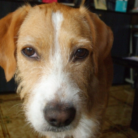 Photo de profil de Dixie