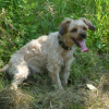Photo de Timon