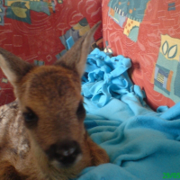 Photo de profil de Bambi