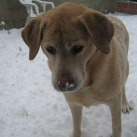 Photo de profil de Véga